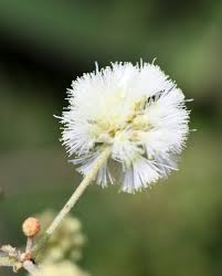 Image result for Acacia brevispica