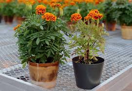 Check spelling or type a new query. How To Grow Marigold From Seed In A Pot Blog Nurserylive Com Gardening In India
