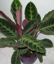 Calathea Warscewiczii Calathea Plant Indoor Shade Plants House Plant Care