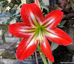 Image result for Hippeastrum sp. cultivars