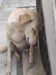 FREEDOM FOR OUR... - Animal Welfare Association - Panchkula | Facebook