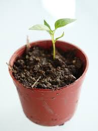 21+ pokok cili png original resolution: Tanamsendiri Com Grow Your Own Tanam Sendiri Cili Capsicum Annum