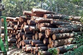 This detailed article is about 9 free firewood storage shed plans. Canonica Tree Service Tree Removal Boxford Ma