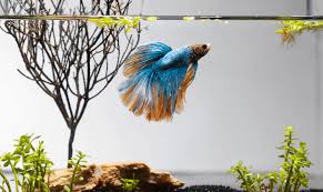 It has a lid to protect your betta from curious felines, complete with a feeding. The Betta Fish Myth Uncovering The Best Tank Size For A Betta Fish Shed Happens