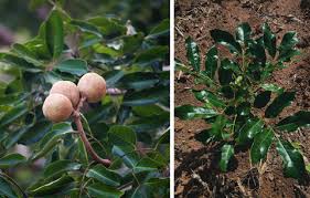 Image result for Khaya