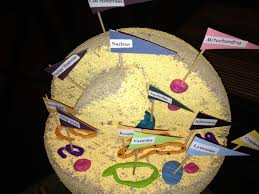 In human scnt experiments, these eggs are obtained through consenting donors, utilizing ovarian stimulation. Pin On Lynn S Crafty Creations Handmade Items