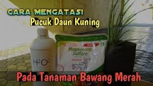 Check spelling or type a new query. Cara Mengatasi Pucuk Daun Kuning Pada Tanaman Bawang Merah Saat Musim Kemarau Youtube