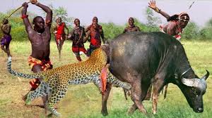 野生の戦い: マサイ族の先住民は、貧しいバッファローの群れを守るためにヒョウと対決します。 - YouTube