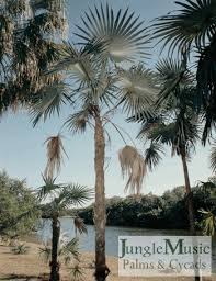 Image result for Coccothrinax argentea