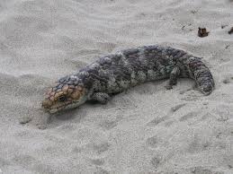 Black And White Lizard Australia Blue Tongue Lizard Western Australia Australia Animals Animal Pictures Lizard