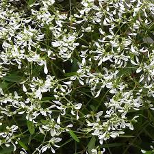 Image result for Euphorbia graminea