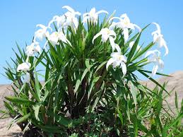 Image result for Velloziaceae