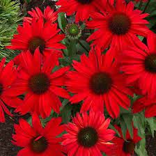 Great Garden Plants Quality Plants Grown And Shipped With Care In 2021 Red Perennials Flowers Perennials Plants