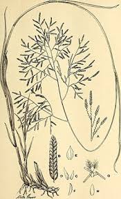 Image result for Eragrostis castellaneana