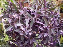 Plants cannot move to escape their predators. Tradescantia Pallida Can Cause Skin Irritation But Are Apparently Considered Non Toxic Care Info At Website Where It Is Giv Plants Houseplants House Plants