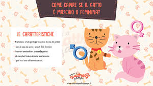 Pin Su Gatti