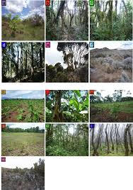 Image result for Keetia gueinzii