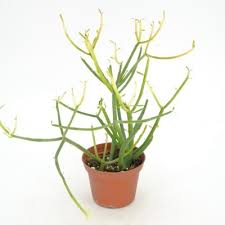 Image result for Euphorbia epicyparissias