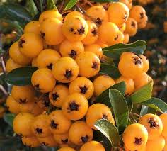 Image result for Pyracantha coccinea golden charmer