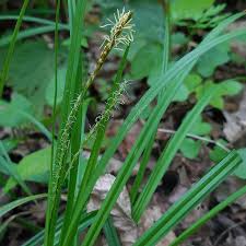 Image result for Nymphoides milnei