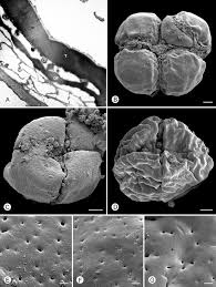 Image result for Monodora minor