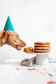 But wait a second… can a dog eat birthday cake? Dog Birthday Cake Recipe How To Make Cake For Your Dog