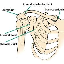 The shoulder joint (glenohumeral joint) is a ball and socket joint between the scapula and the humerus. A Schematic Anatomy Of Shoulder Complex B The Compensatory Download Scientific Diagram