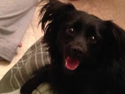 Irina marwat / moment / getty images. Long Hair Black Small Dog Novocom Top