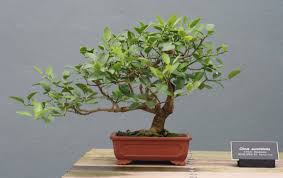 Common questions about bonsai trees? List Of Species Used In Bonsai Wikiwand