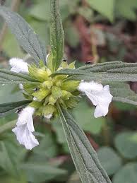 Image result for Nesaea aspera