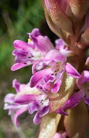 Image result for Satyrium sceptrum