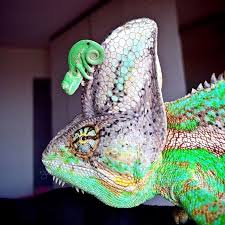 30 Adorables Fotos De Camaleones Bebe Que Te Robaran El Aliento Camaleon Bebe Lagarto Humor Divertido Sobre Animales