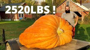 Image result for giant pumpkin