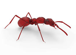 I make a paste of boric how do i get rid of fruit flys in my house? 7 Secrets To Getting Rid Of Ants Bug House Pest Control
