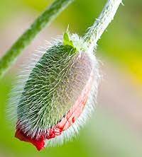 Coquelicots, coquelicots d'islande, bouquet de mariée, ,mariage buquet crepe paper flower décoration à votre. Le Coquelicot Caracteristiques Histoire Entretien