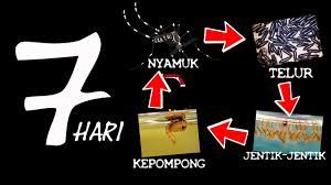 Maybe you would like to learn more about one of these? Tiada Aedes Tiada Denggi Youtube