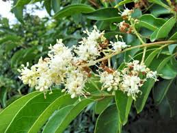 Image result for Ligustrum lucidum