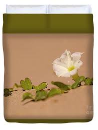 Image result for Ipomoea stolonifera