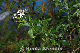 Image result for Jasminum fluminense