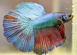 What Kind Of Water For Betta Fish Aquamantra