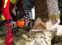 A complete tree removal service. 1 Tree Felling Germiston 24 7 Free Quotes Tree Felling Pros Stump Removal Tree Trimming