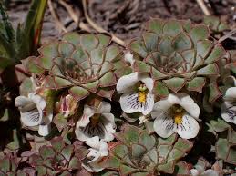 Image result for Selago cecilae