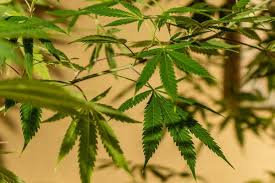 Image result for Cannabis sativa