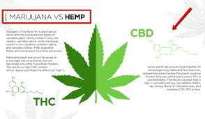 But hawthorn flowers much later on in may, once its leaves. How To Identify Hemp Plant Hemp Leaf Vs Marijuana