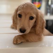 Rhodax miniature dachshunds...