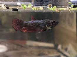 Baby Bettas For Sale Order Baby Bettas Online Petco