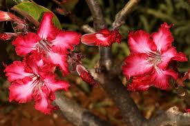 Image result for Adenium multiflorum