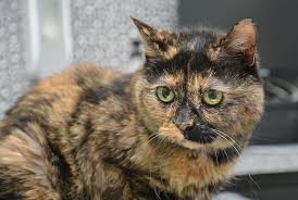 Maybe you would like to learn more about one of these? Contact Eastgate Animal Clinic Contact Us