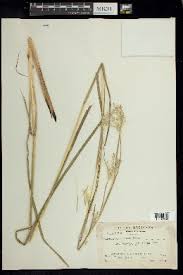 Image result for Andropogon canaliculatus