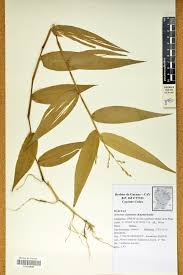 Image result for Acroceras zizanioides
